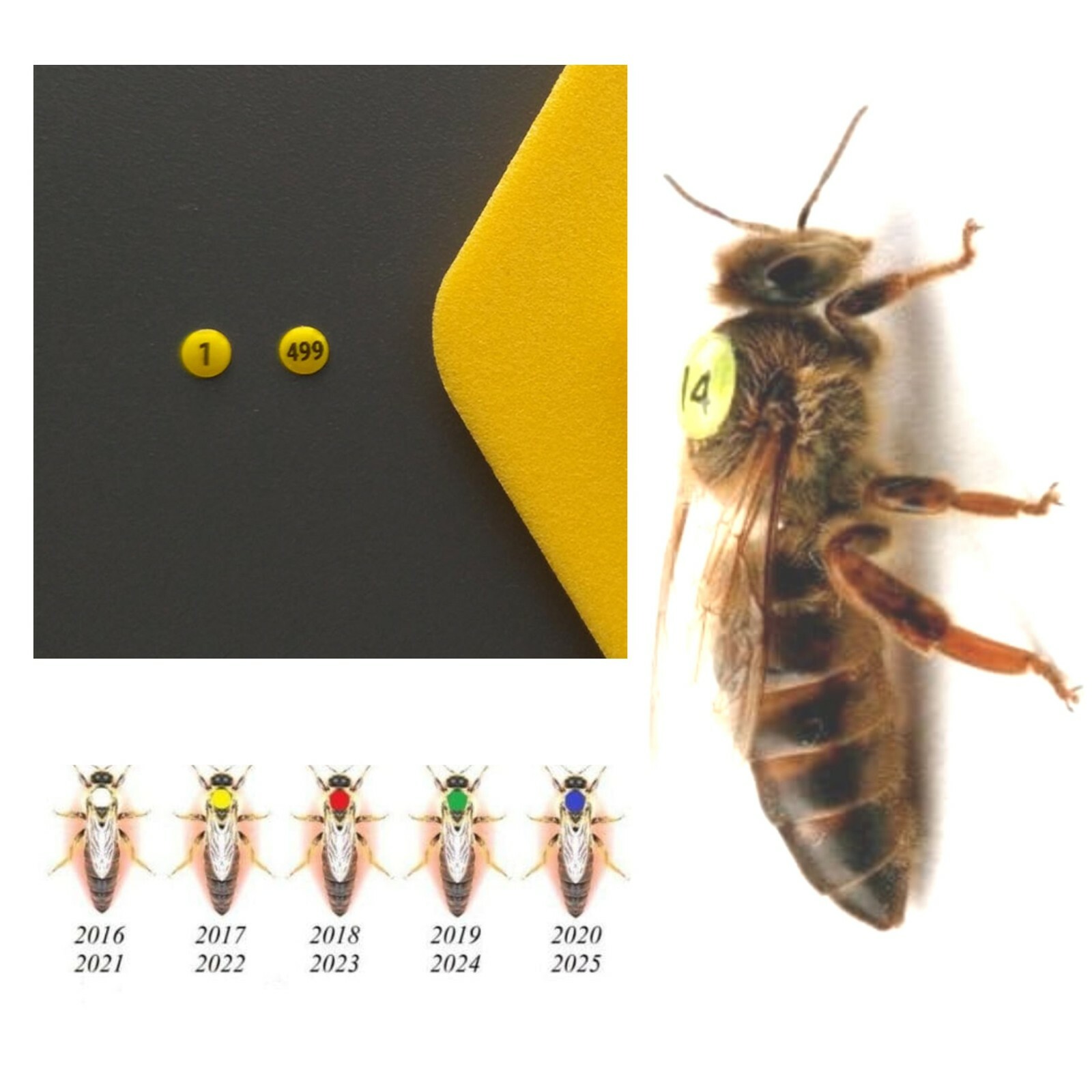 honey bee 値下げしました！¥12000→¥7900 Blue Markings Tags for Queen Bees with Numbers 1-499