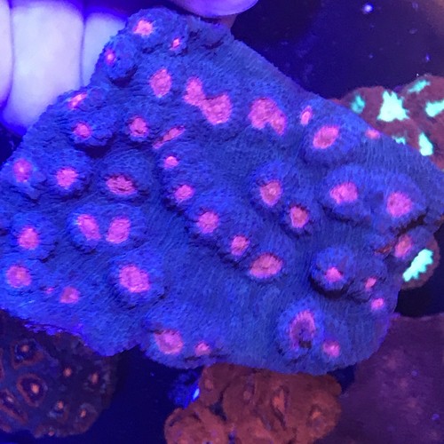 Australian Pink Eye Mummy Chalice 4