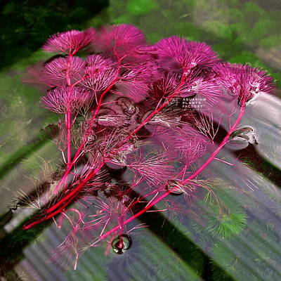 Cabomba Piauhyensis Purple Cabomba | Aquarium Plants Factory 