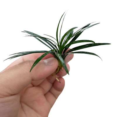 Dwarf Mondo Grass | Aquarium Plants Factory 