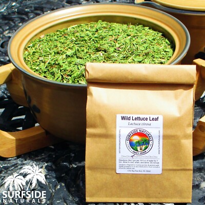 Wild Lettuce | Leaf | Lactuca Virosa | Fresh Harvest | Surfside Naturals