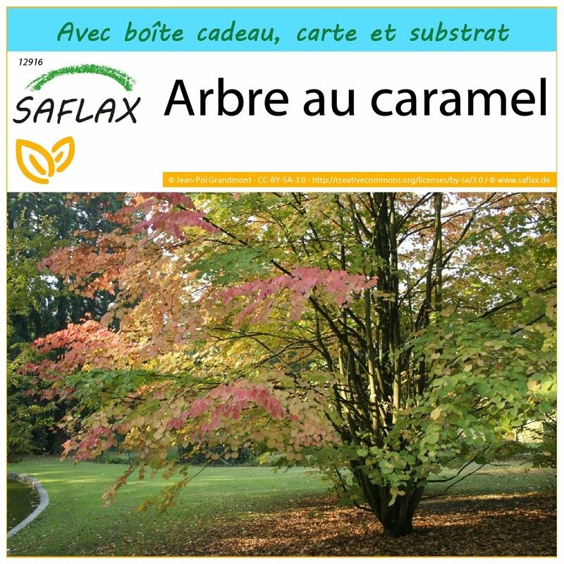 Saflax Kit Cadeau - Arbre Au Caramel - 200 Graines - Cercidiphyllum