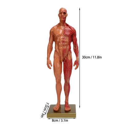 30cm Resin Male Musculoskeletal Structure Sculpture Body Model Anatomical Mo HPT