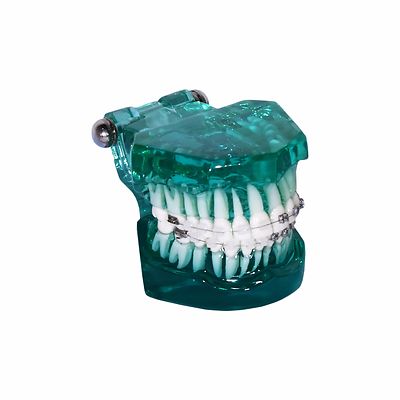 Redland HST-B7-02 Dental Demonstration Teeth Educational Model orthodontics