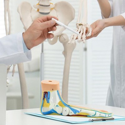 Anatomical Foot Model Human Foot Skeletal Model  Practical with Digital