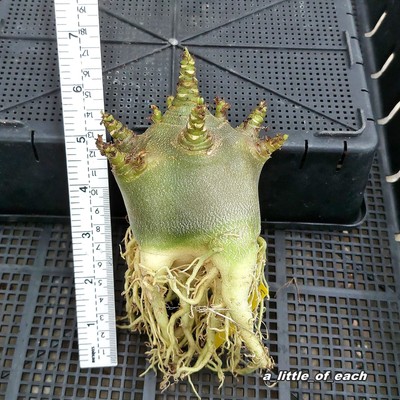 #5 Adenium ** BLACK SKIN **arabicum FREE PHYTO seed grow / rare desert rose