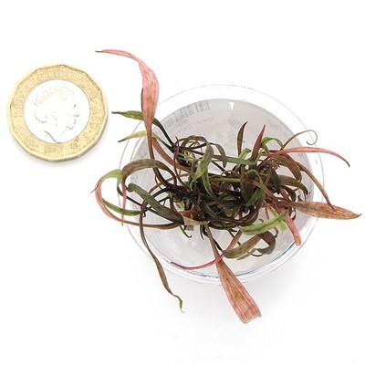 Live Aquarium Plants In Vitro - Aquatic Tropical Fish Aquascaping Carpet K2AQUA