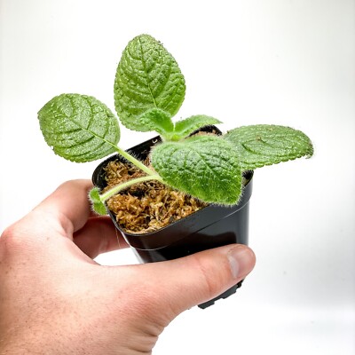 Episcia sphalera (2.5'' Pot) / Live Terrarium Plant / Houseplant / Rare Plant