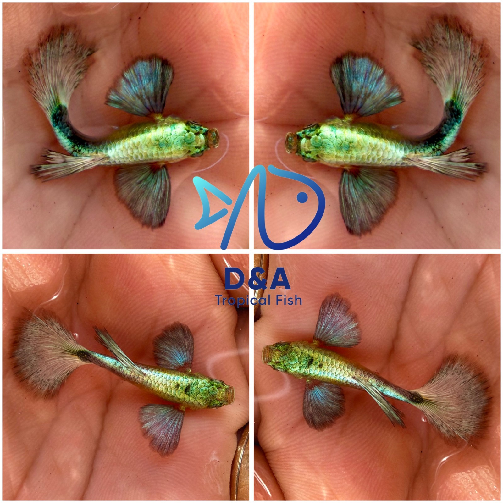 Premium Live Green Dumbo Guppy Fish – 5 Pairs – High Grade – USA Seller