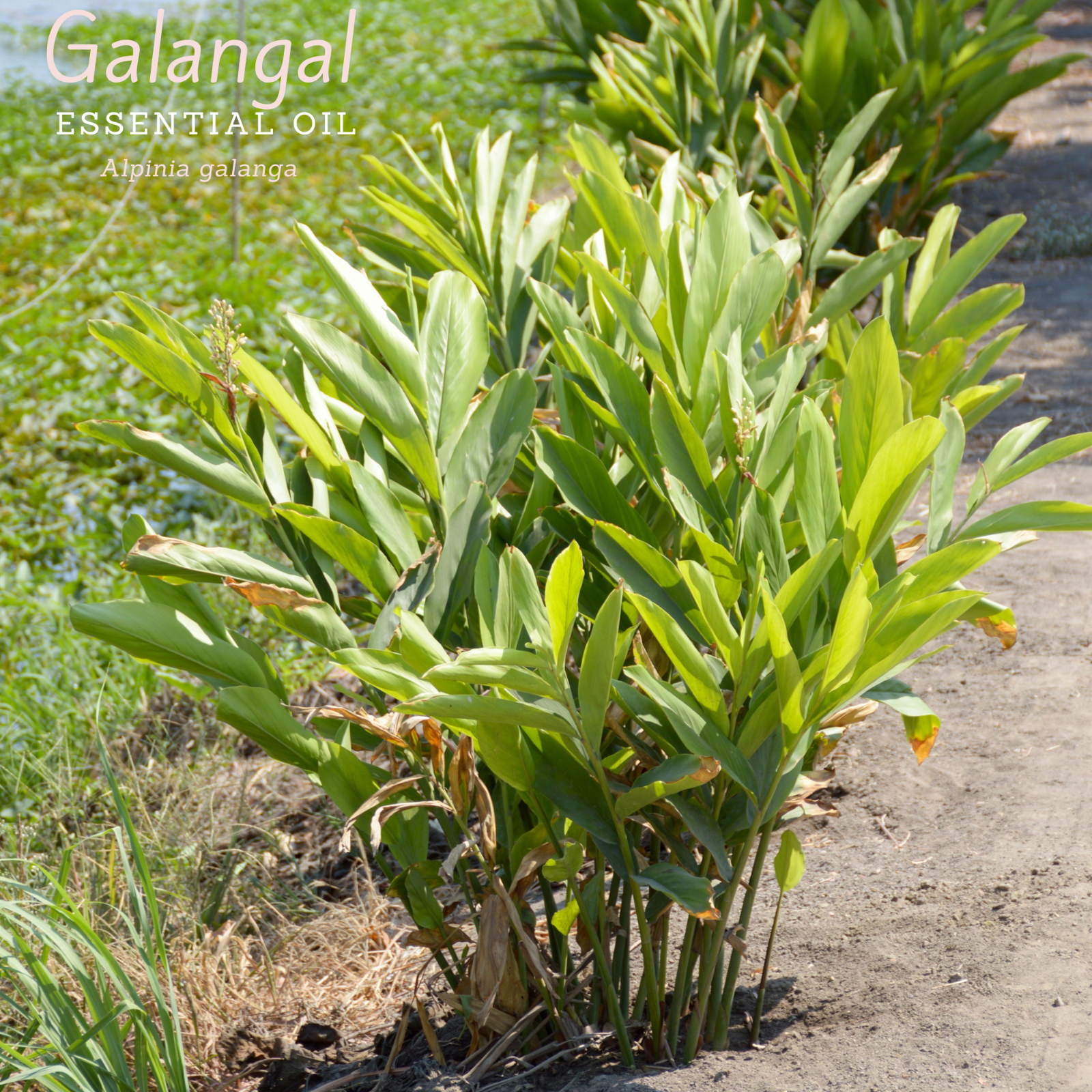 100% Pure, Undiluted, Organic, (alpinia Galanga).