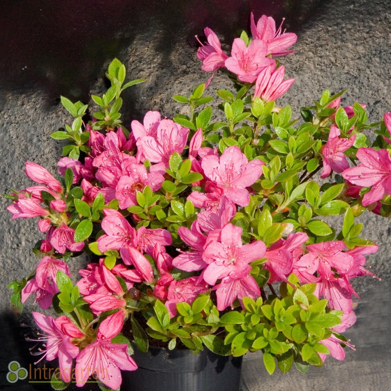 Japanische Azalee Mit Rosa BlÃ¼Ten, Rhododendron Kermensina Winterhart