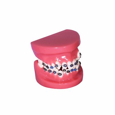 Redland B4-01 Dental Demonstration Teeth Educational Model -orthodontics