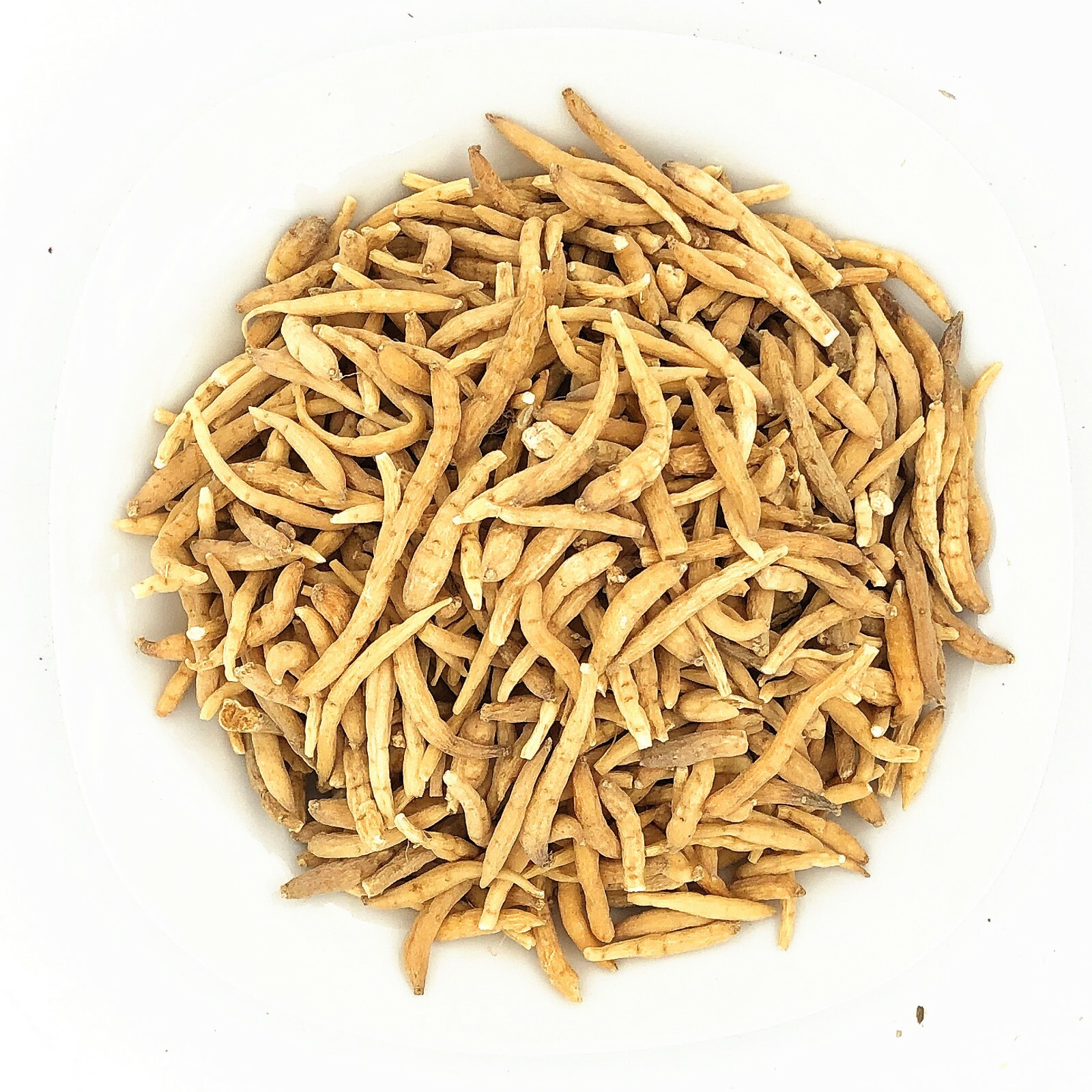 タエニア　TAENIA 70021363-pot.jpg
