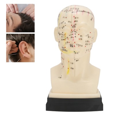 Head Acupuncture Model Acupuncture Teaching Full Lettering Education Study HGF