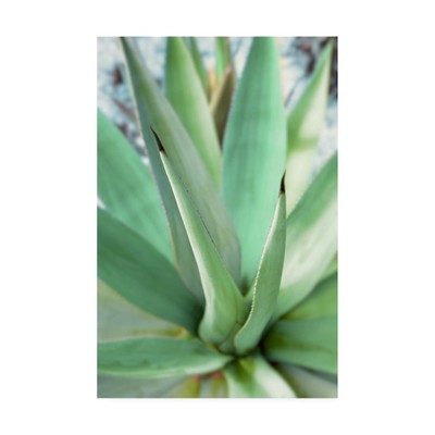 , 22x32 Agave Succulent #1 by Alan Blaustei