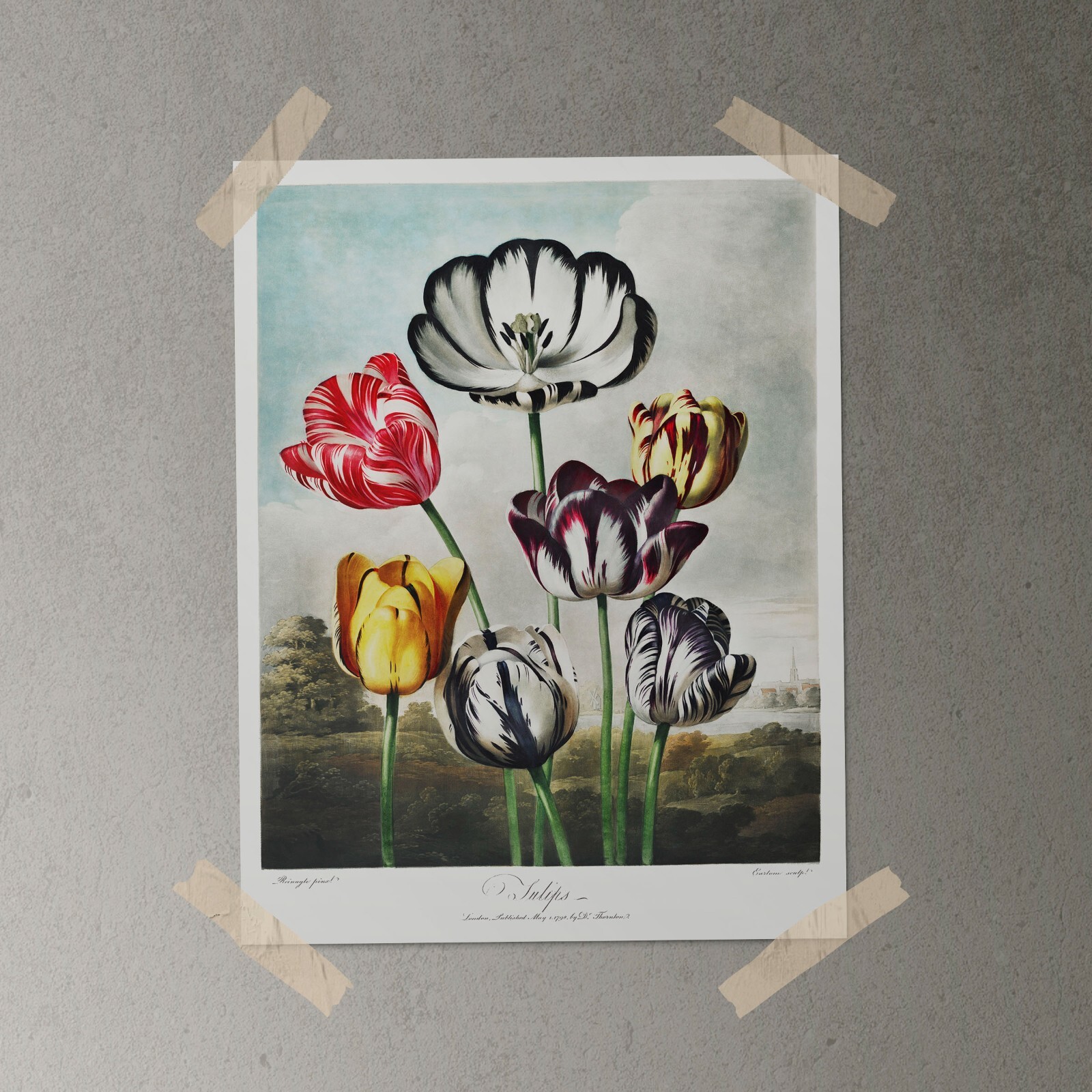 TULIPS Temple of Flora Botanical Art Print - 1807 Vintage Wall Decor
