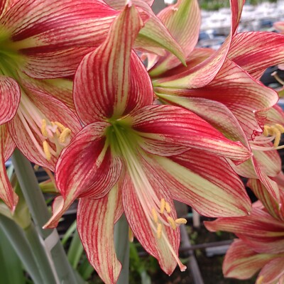 New! 2024 Original Hippeastrum cv. 'Scarlet Carla'  1bulb