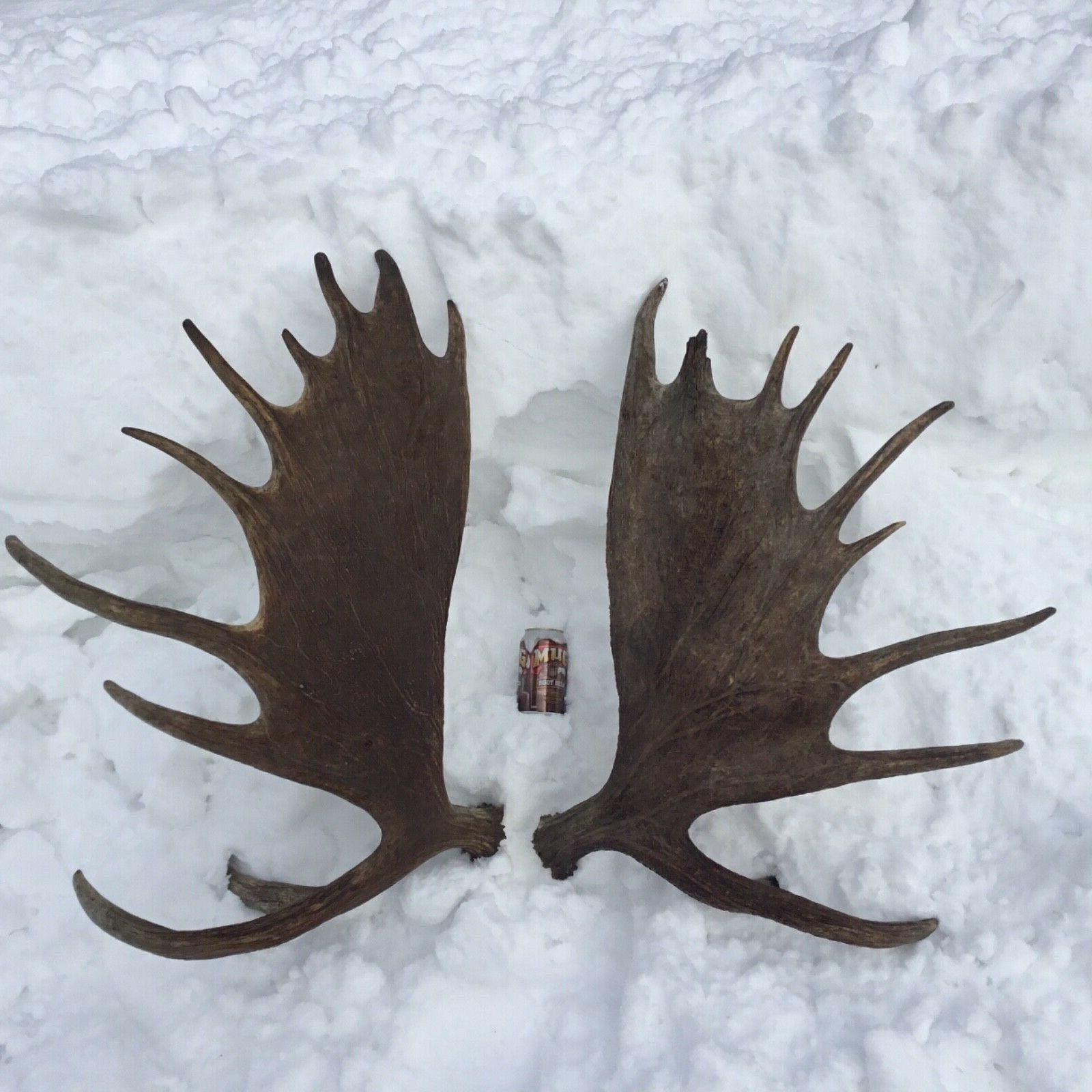 Alaska moose antler shed set(horn taxidermy carving elk deer cabin craft)