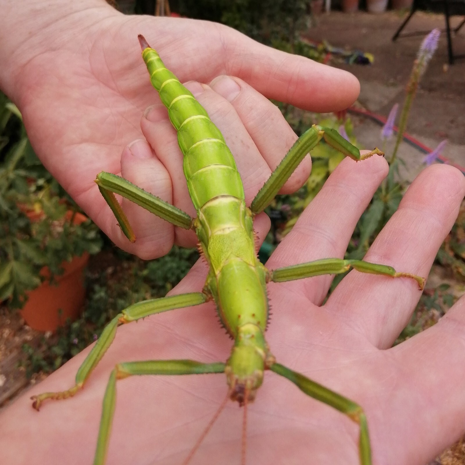 Diapherodes gigantea ギガンティア 幼体 10頭 ナナフシ