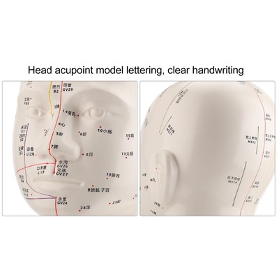 Head Acupuncture Model HD Standard Acupoint TCM Acupuncture Point Head Model HR6