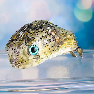 Fsh110 Porcupine Puffer fish specimen Taxidermy oddity collectible craft craftng