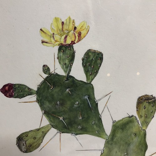 Emily C Smith English Botanicals Watercolor Paper Painting Prickly Pear Floral