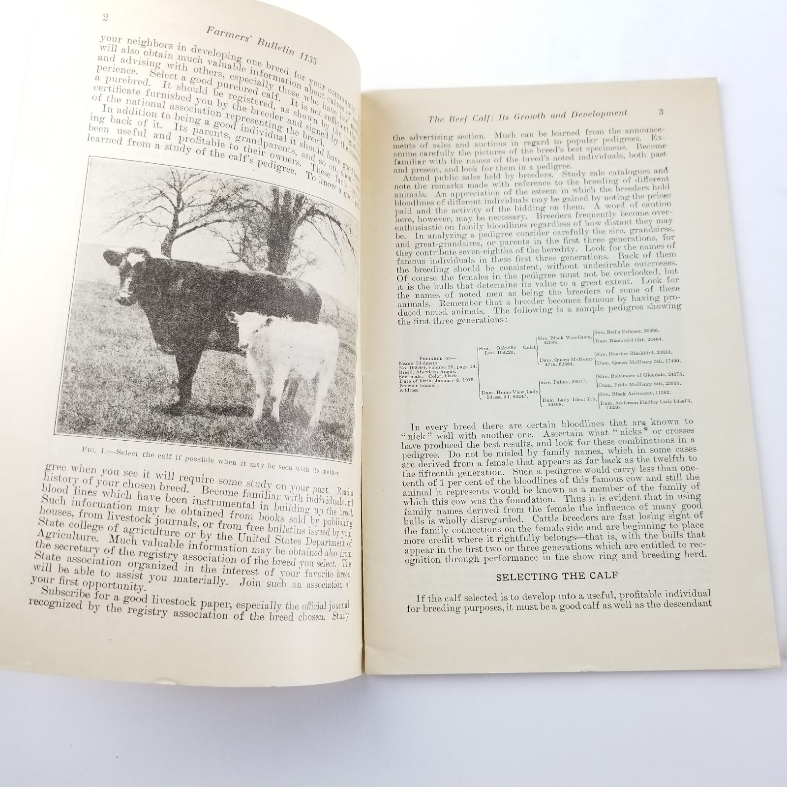 US Department of Agriculture Farmers Bulletin 1135 The Beef Calf Its Growth