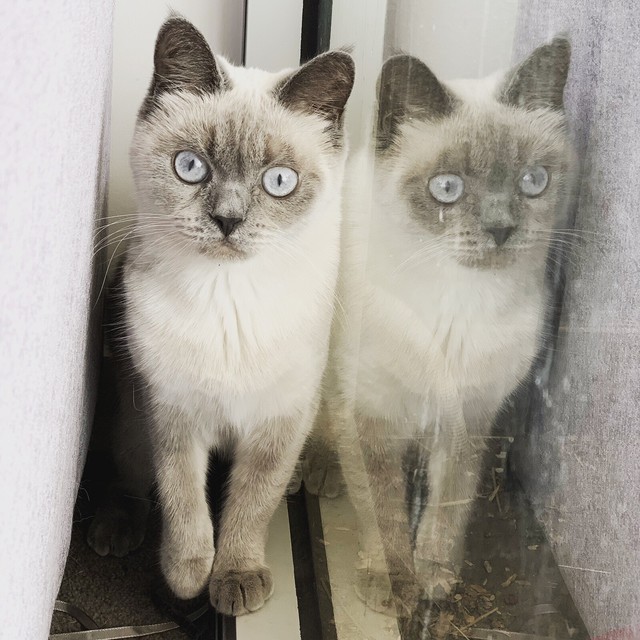 2 year old blue point British shorthair Cats  Kittens 