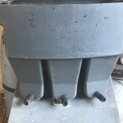 Feeder Calf For Sale In Uk 76 Second Hand Feeder Calfs
