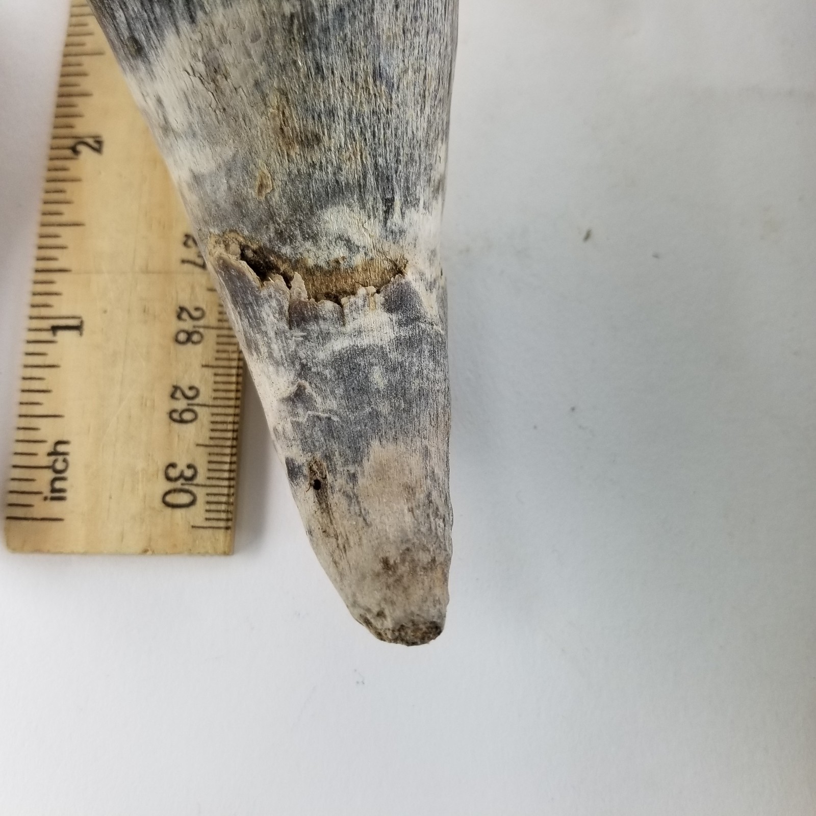 Raw Steer Cow Horn Lot of 5 Unfinished Scrimshaw Taxidermy Carving Craft Powder