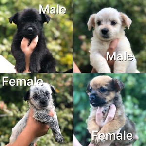 Maltese 47 Schitzu X Red Heeler 47 Blue Heeler Puppies Dogs
