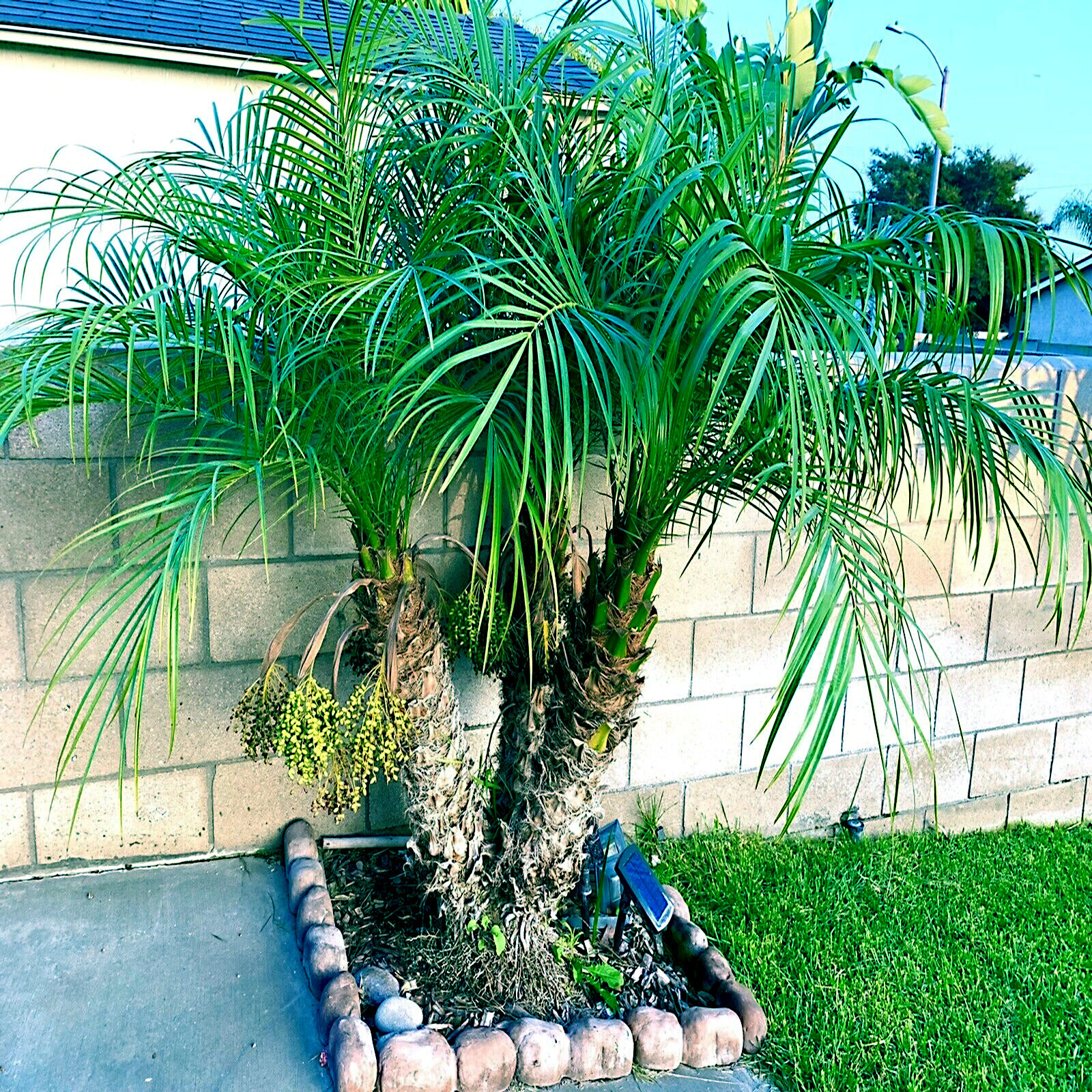 Dwarf Pygmy Date Palm Tree Seeds (Phoenix roebelinii) Great Indoor Houseplant
