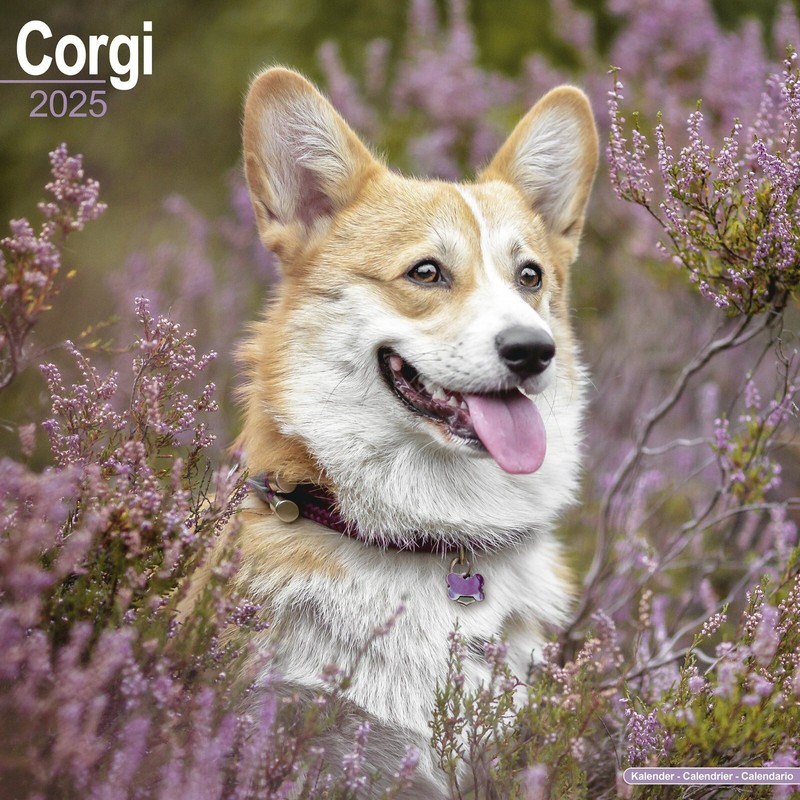 Calendrier 2025 -  Welsh Corgi