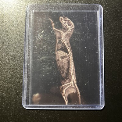 2024 Topps Allen & Ginter Dwarf Mongoose #XR-14 X-Ray Insert Oregon Zoo