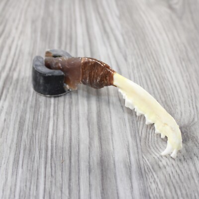 Fox Jaw Handle Stone Blade Ornamental Knife #1447 Mountain Man Knife