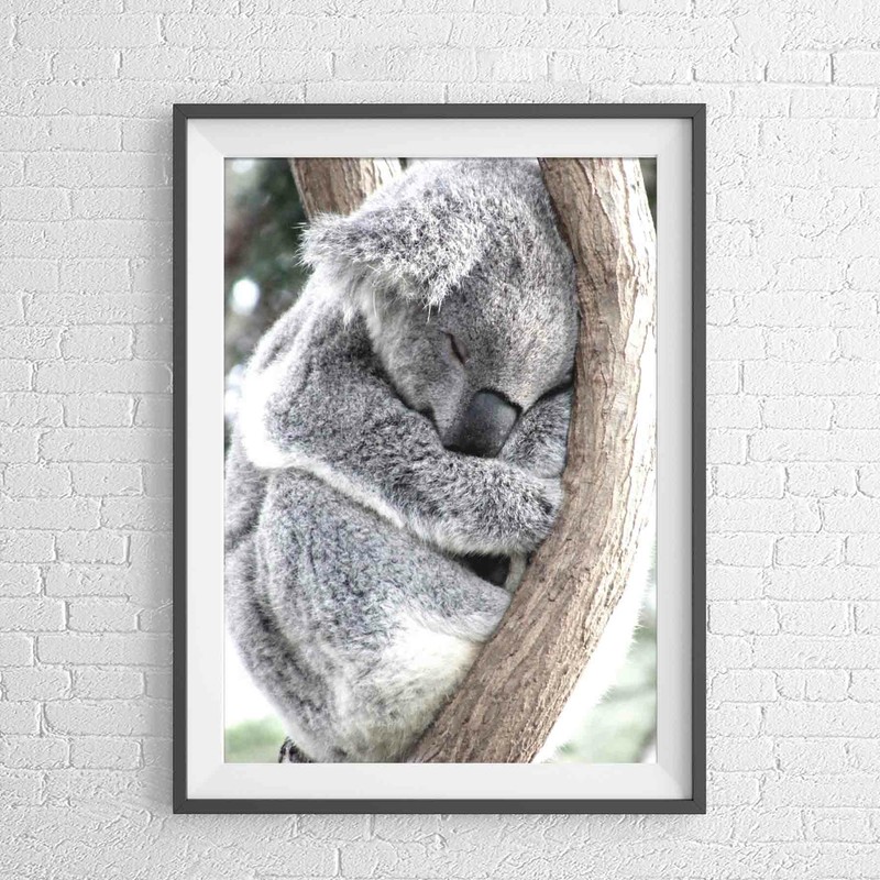 AUSTRALIAN NATIVE KOALA BEAR ANIMAL POSTER PICTURE PRINT Sizes A5