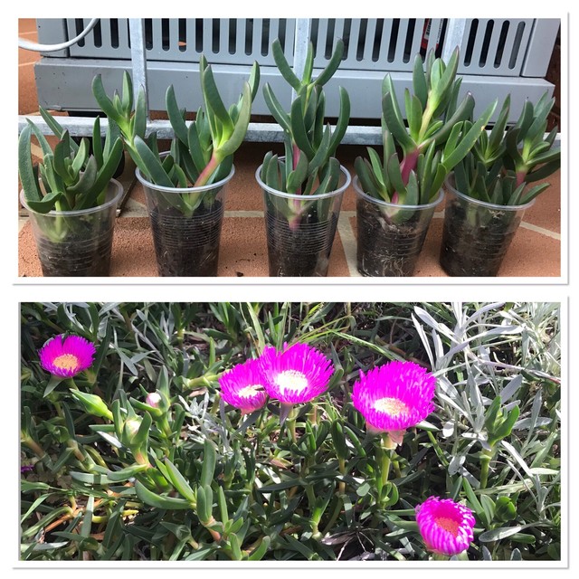 Giant Pigface plants 2 each pot 2 plants in pot