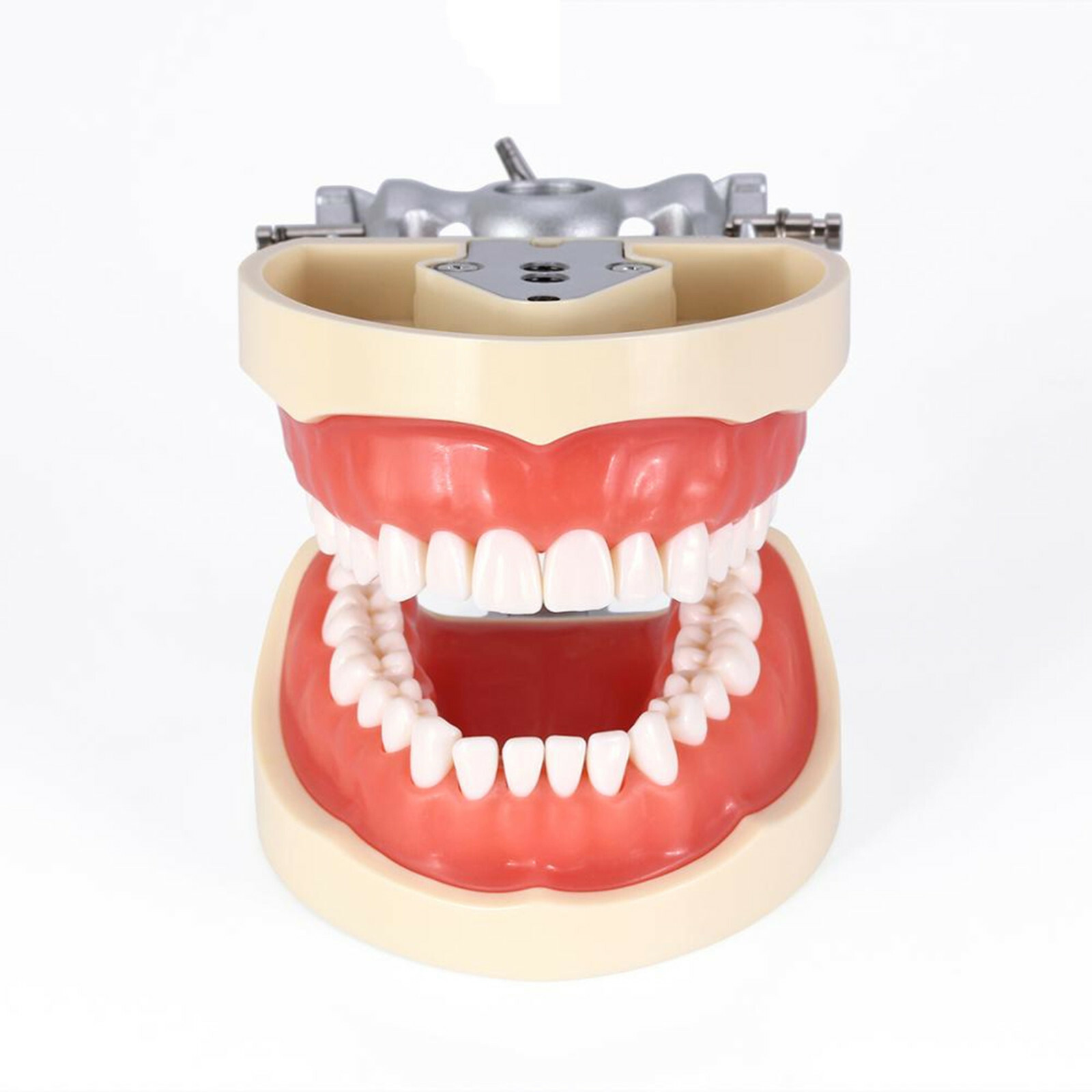 顎模型 NISSIN DENTAL MODEL Kilgore NISSIN 200 Type Dental Typodont Model Removable