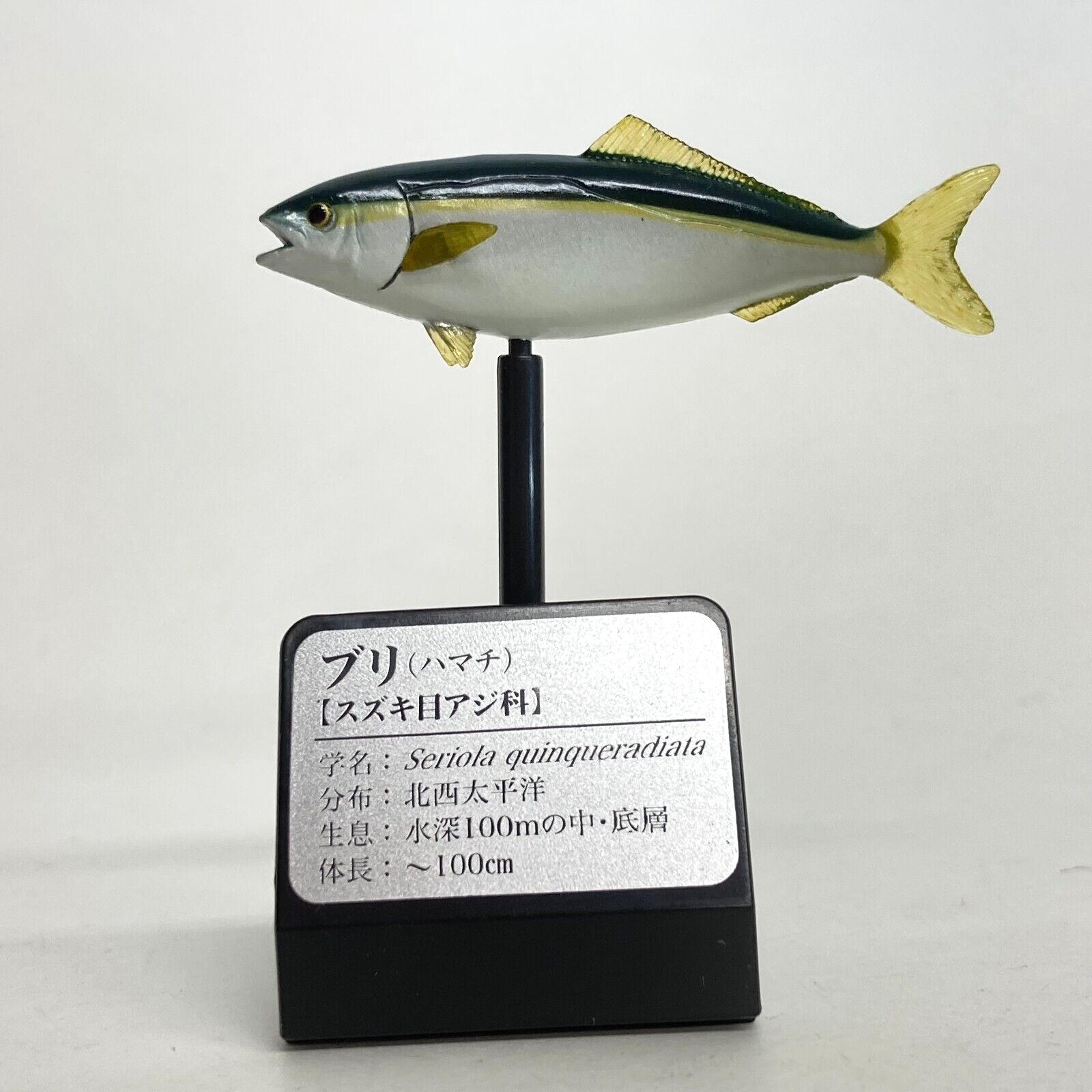 珊瑚の海に群れる魚達の立体オブジェ　海水魚 図鑑　木製フレーム　レリーフ額3D 珊瑚の海に群れる魚達の立体オブジェ 海水魚 図鑑 木製フレーム