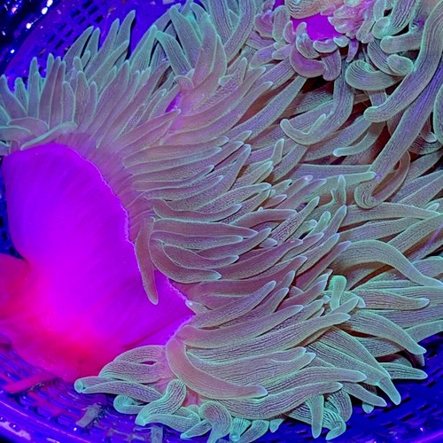 Green Striated Bubbletip Anemone - Colored Foot WYSIWYG Live Coral Ultra