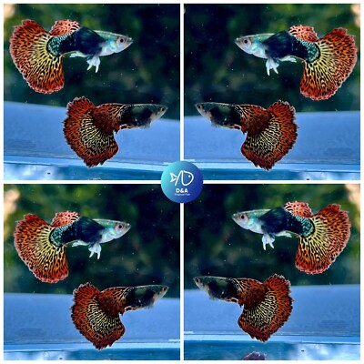 2X Female- Live Aquarium Guppy Fish High Quality - Red Dragon Dbs halfmoon.