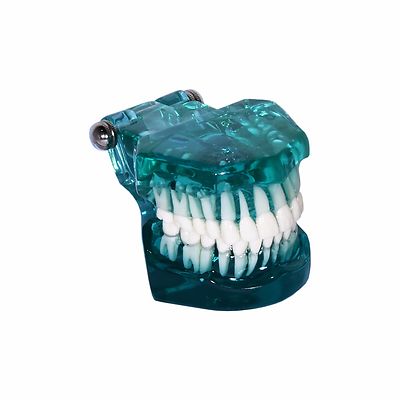 Dental Demonstration Teeth Educational Model #3001 GREEN PERFECT TEETH