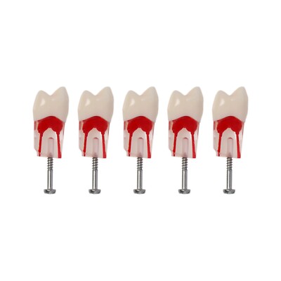 5Pcs Kilgore Nissin Dental RCT Endo Root canal Practise Typodont Teeth Model
