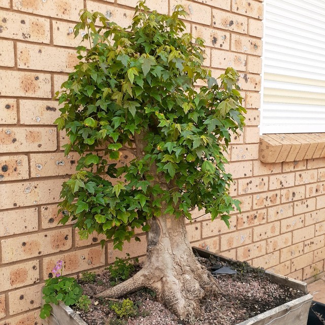 Trident maple bonsai | Plants | Gumtree Australia ...