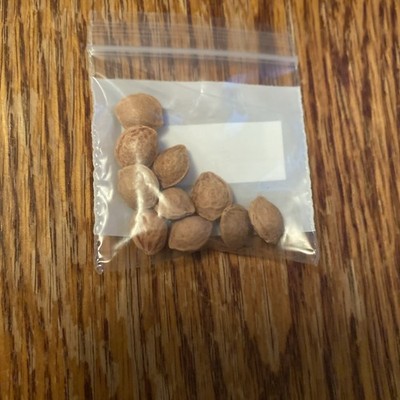 Acacia confusa HARDY ACACIA Exotic SEEDS! | eBay