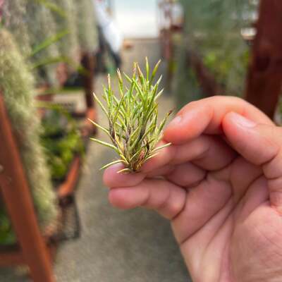 Capillaris Air Plant Small Clump