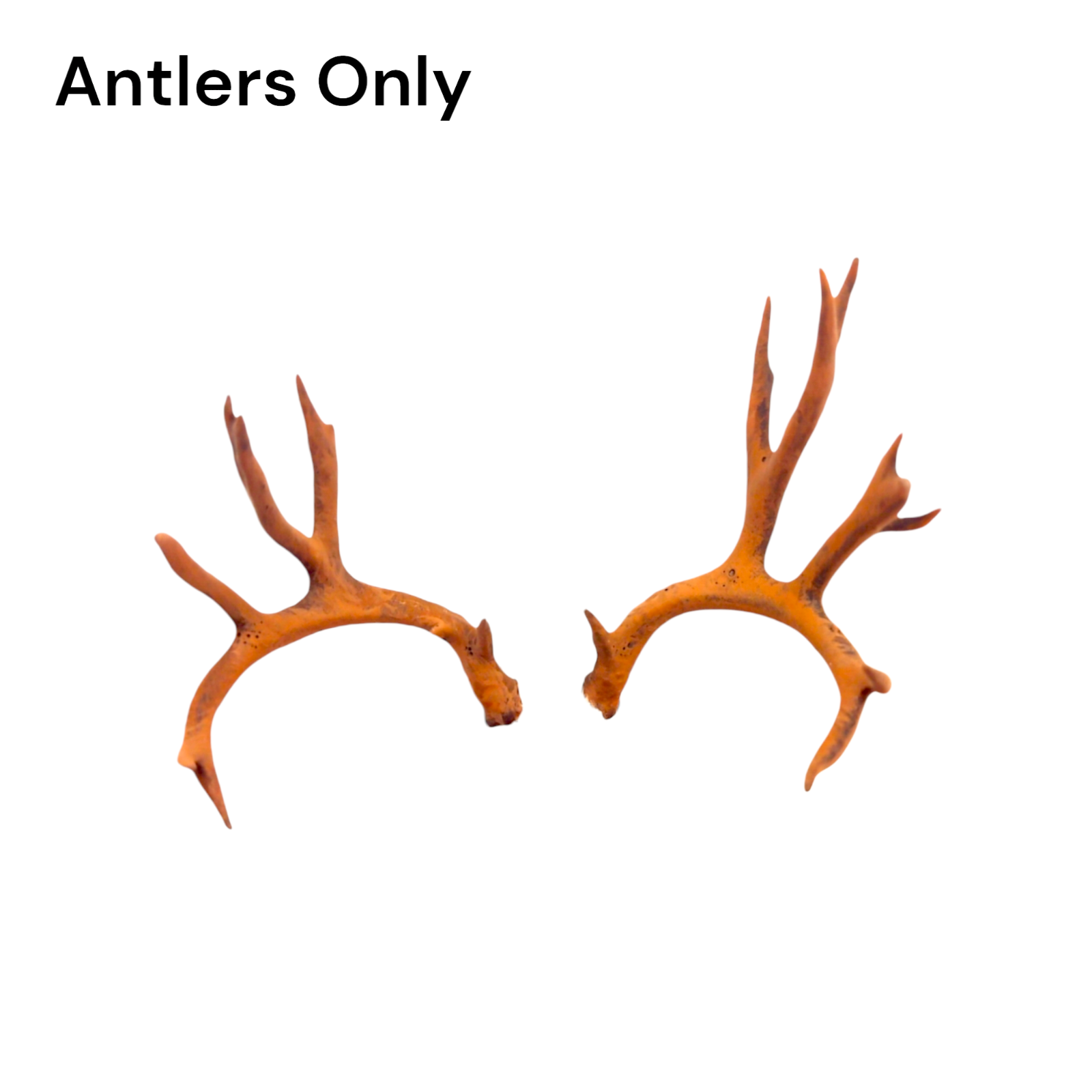 Mule deer skull 1:12 Scale Artisan Diorama Dollhouse Miniature Models 3d printed