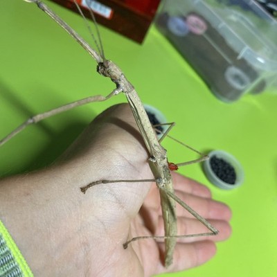 Phaenopharos khaoyaiensis ca. 30 Eggs - Stecco 30 uova - Stick Insect - PHASMID