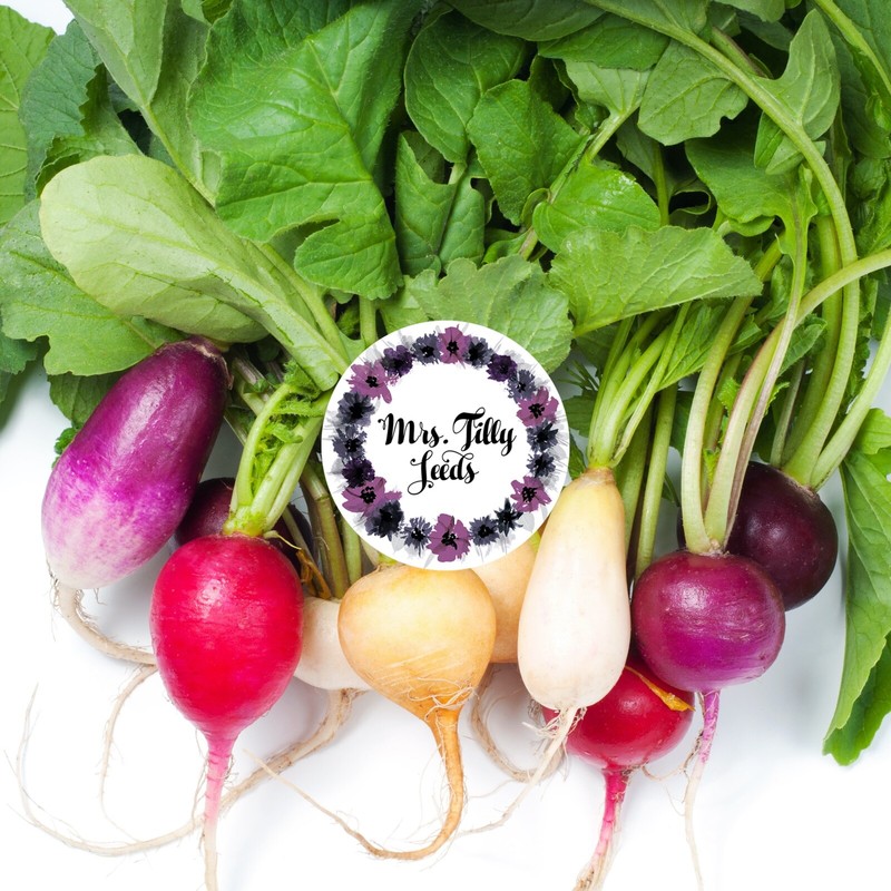 Bunte Radieschen Samen Mix 200 Rot Gelb WeiÃ Lila Ostereier Mix Radis