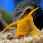 uksnails